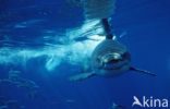 great white shark (Carcharodon carcharias) 