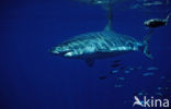 great white shark (Carcharodon carcharias) 