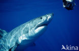 great white shark (Carcharodon carcharias) 