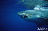 great white shark (Carcharodon carcharias) 