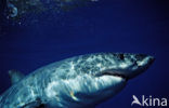 great white shark (Carcharodon carcharias) 