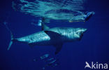 great white shark (Carcharodon carcharias) 