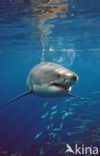 great white shark (Carcharodon carcharias) 