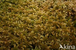 Papillose Bog-moss (Sphagnum papillosum)