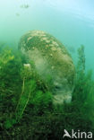 Florida manatee (Trichechus manatus latirostris)