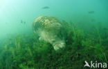 Florida manatee (Trichechus manatus latirostris)