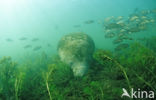 Florida manatee (Trichechus manatus latirostris)