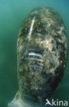 Florida manatee (Trichechus manatus latirostris)