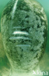 Zeekoe (Trichechus manatus latirostris)