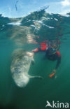 Florida manatee (Trichechus manatus latirostris)