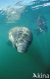 Florida manatee (Trichechus manatus latirostris)