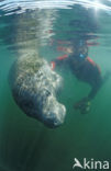 Florida manatee (Trichechus manatus latirostris)