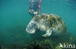 Florida manatee (Trichechus manatus latirostris)