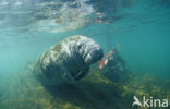 Florida manatee (Trichechus manatus latirostris)