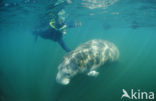 Florida manatee (Trichechus manatus latirostris)