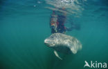 Florida manatee (Trichechus manatus latirostris)