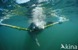 Florida manatee (Trichechus manatus latirostris)