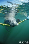 Florida manatee (Trichechus manatus latirostris)