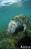 Florida manatee (Trichechus manatus latirostris)