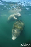 Florida manatee (Trichechus manatus latirostris)