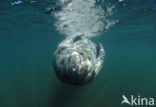 Florida manatee (Trichechus manatus latirostris)