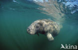 Florida manatee (Trichechus manatus latirostris)