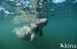 Florida manatee (Trichechus manatus latirostris)