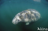 Florida manatee (Trichechus manatus latirostris)