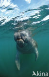 Florida manatee (Trichechus manatus latirostris)