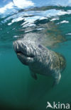 Florida manatee (Trichechus manatus latirostris)