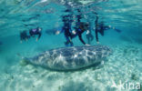 Florida manatee (Trichechus manatus latirostris)