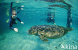 Florida manatee (Trichechus manatus latirostris)