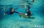 Florida manatee (Trichechus manatus latirostris)