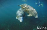 Florida manatee (Trichechus manatus latirostris)