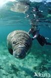 Florida manatee (Trichechus manatus latirostris)