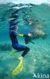 Florida manatee (Trichechus manatus latirostris)