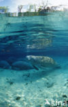 Florida manatee (Trichechus manatus latirostris)