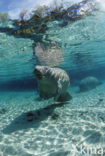 Florida manatee (Trichechus manatus latirostris)