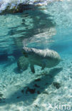 Florida manatee (Trichechus manatus latirostris)