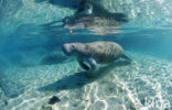 Florida manatee (Trichechus manatus latirostris)