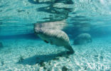 Florida manatee (Trichechus manatus latirostris)