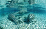 Florida manatee (Trichechus manatus latirostris)