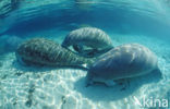 Florida manatee (Trichechus manatus latirostris)