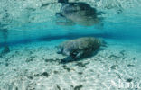 Florida manatee (Trichechus manatus latirostris)