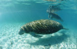 Florida manatee (Trichechus manatus latirostris)