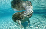 Florida manatee (Trichechus manatus latirostris)