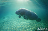 Florida manatee (Trichechus manatus latirostris)