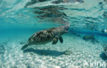 Florida manatee (Trichechus manatus latirostris)