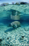 Florida manatee (Trichechus manatus latirostris)