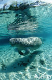 Florida manatee (Trichechus manatus latirostris)